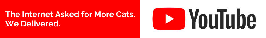 The internet asked for more cats. We delivered.